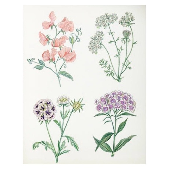 Hand Illustrated Botanics Art Print - Ready To Frame - Picture 3 of 8